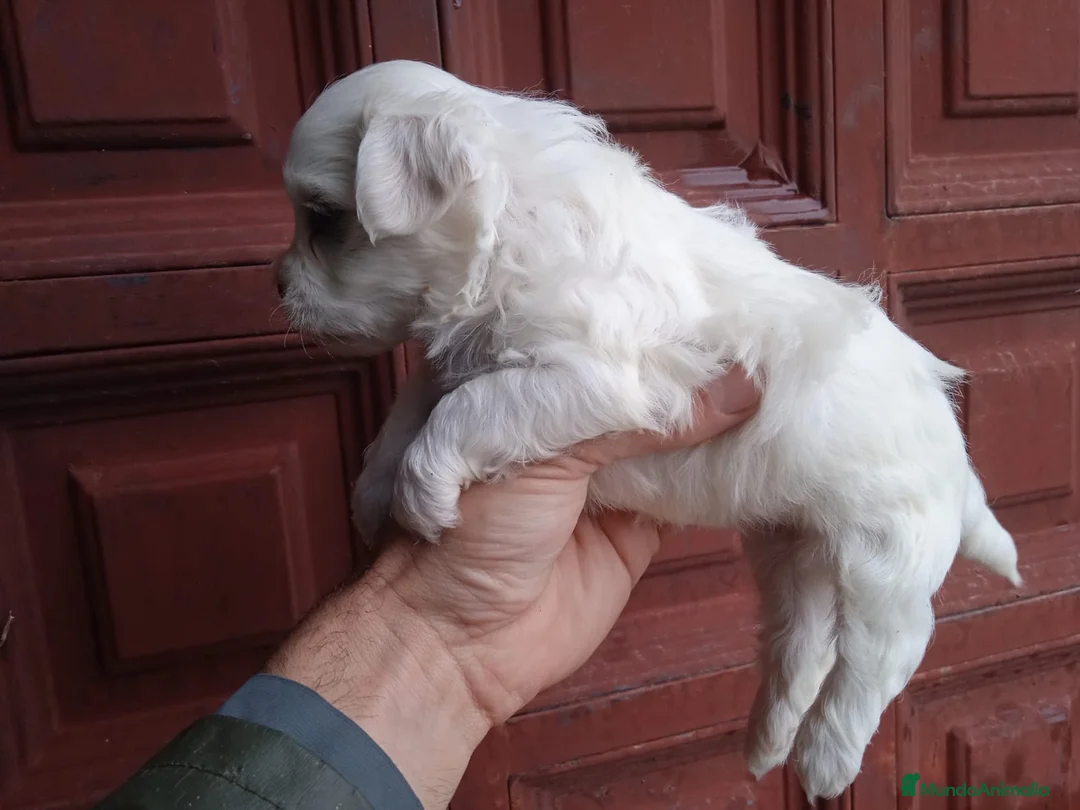 Bichón Maltés perros en venta: Bichón maltes  - Anuncio 2