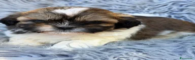 Shih Tzu 1