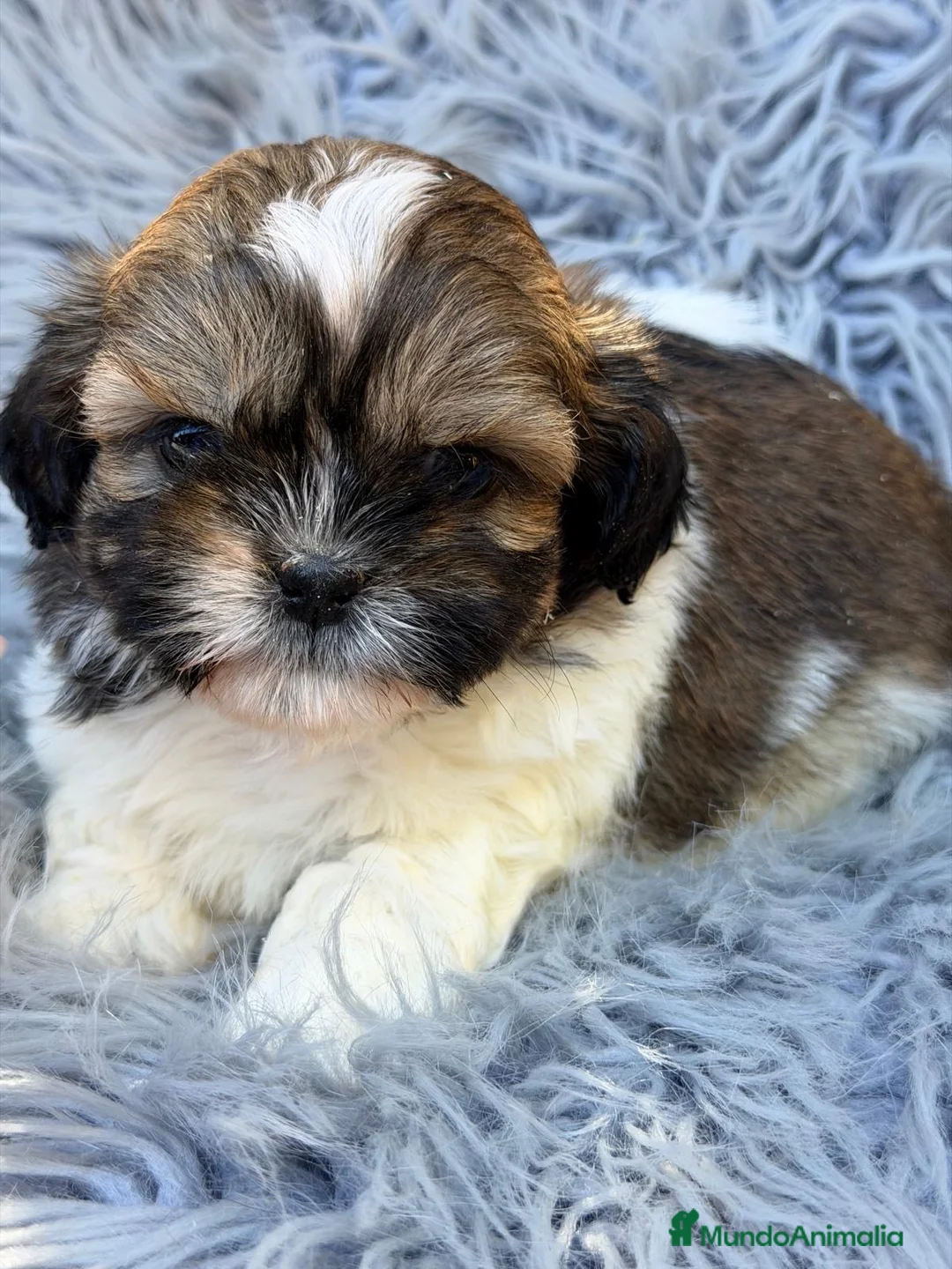 Shih Tzu perros en venta: Shih tzu 💙🐾 - Anuncio 1