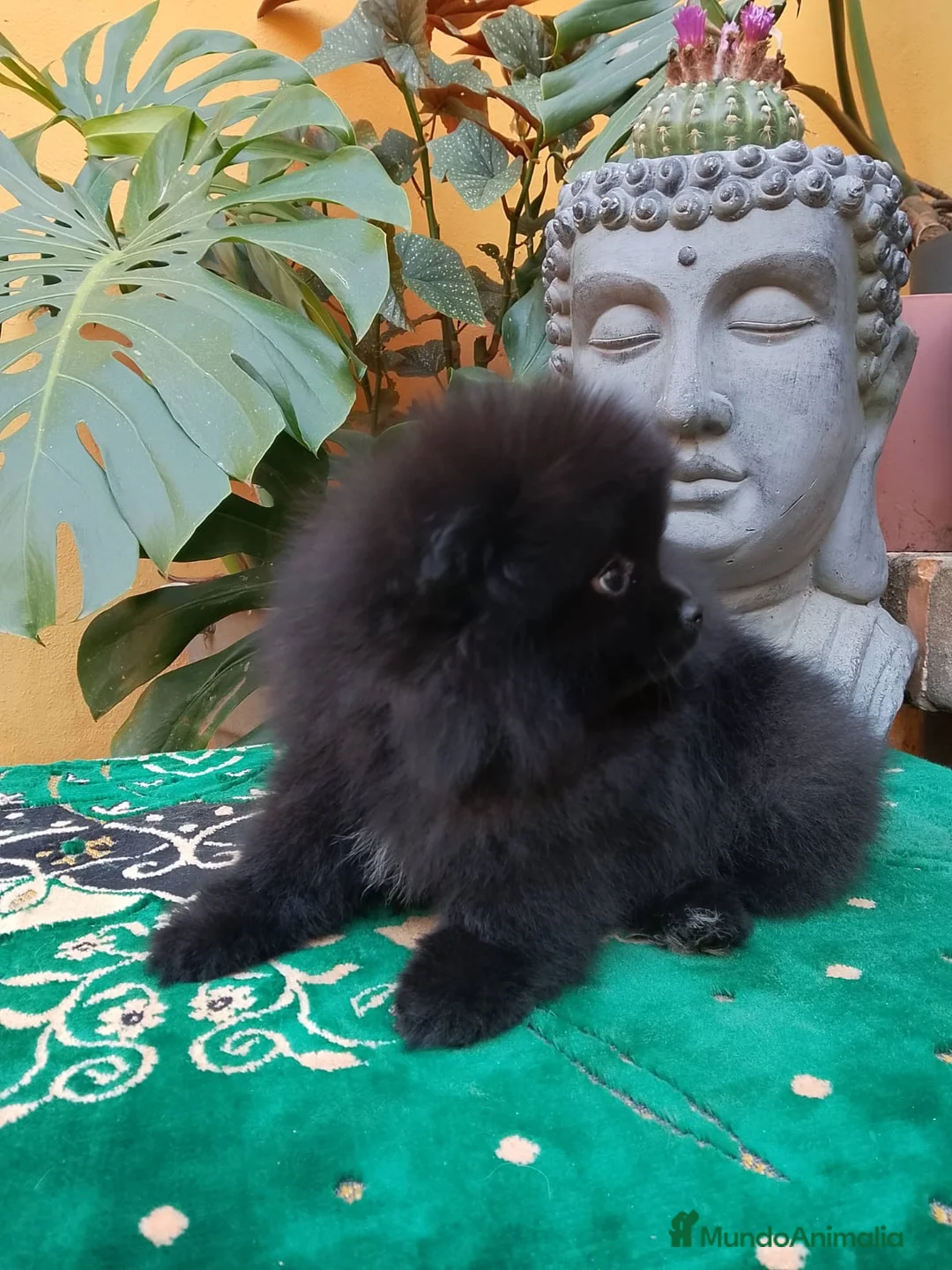Pomerania perros en venta: Hembra pomerania negra 🐶🐾🩷 en Sevilla - Anuncio 5