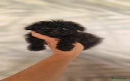 Caniche Toy perros en venta: HEMBRA CANICHE TOY - Imagen 3