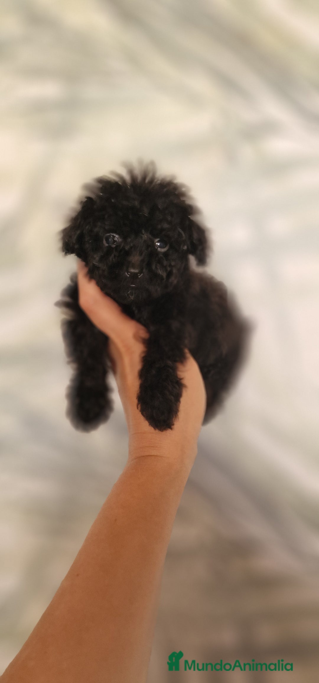 Caniche Toy perros en venta: HEMBRA CANICHE TOY - Imagen 3