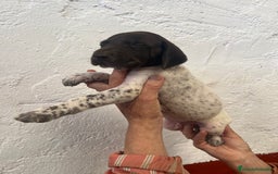 Braco Alemán de Pelo Corto perros en venta: Cachorros Braco Alemán  - Imagen 3
