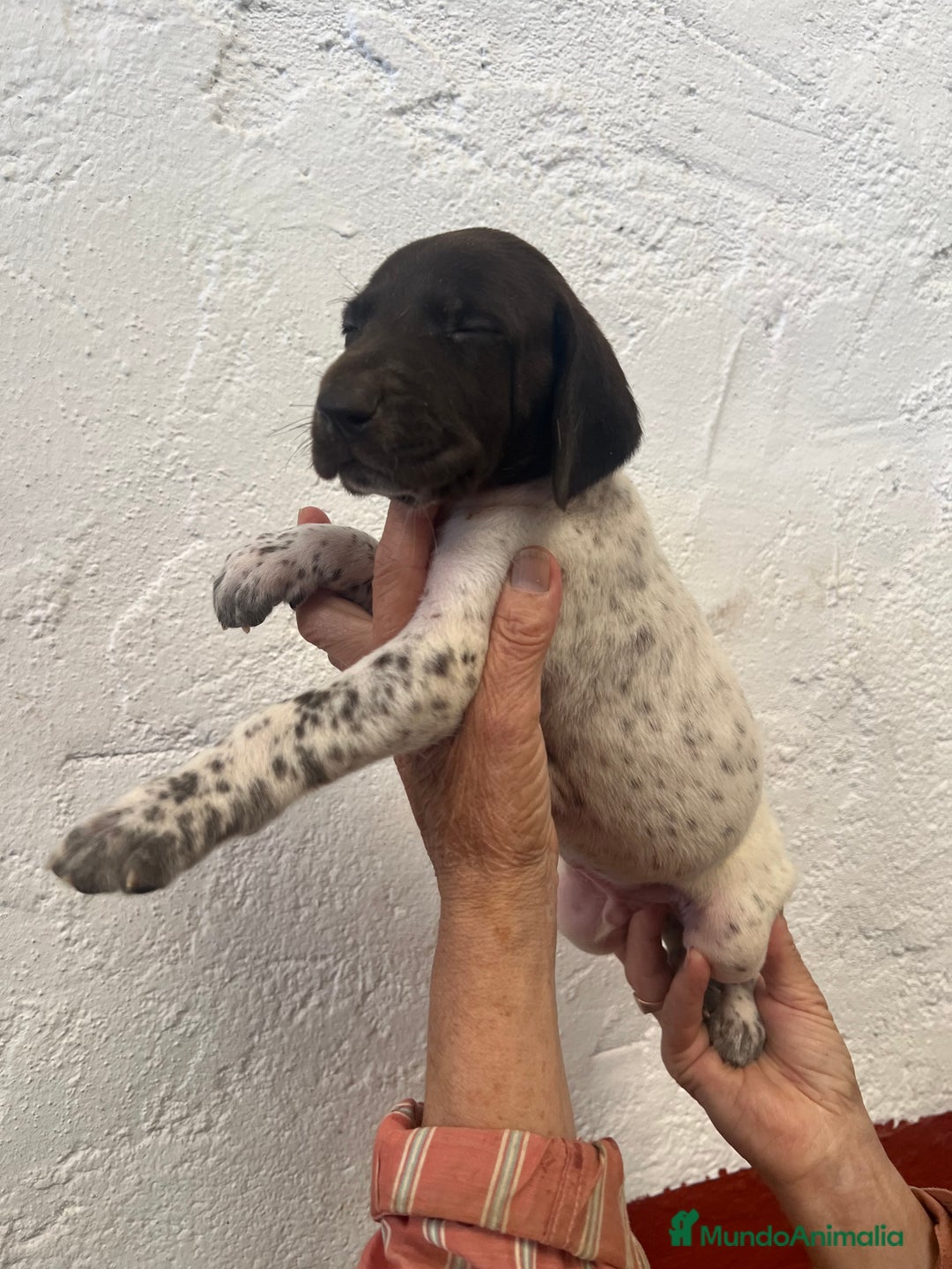 Braco Alemán de Pelo Corto perros en venta: Cachorros Braco Alemán  - Imagen 3