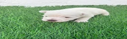 West Highland White Terrier perros en venta: West Highland White Terrier en Madrid - Anuncio 10