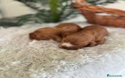 Cocker Spaniel Inglés perros en venta: COCKER SPANIEL INGLES - Anuncio 4