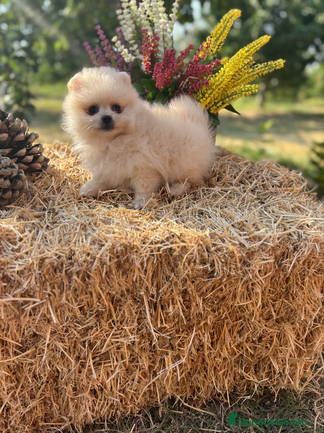 Pomerania perros en venta: Pomerania Macho disponible  - Imagen 2