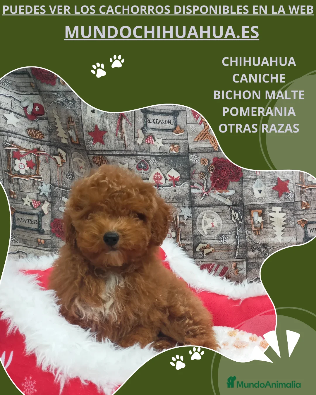 Caniche Toy perros en venta: PRECIOSOS CANICHE  ROJO LINEA TOY  - Anuncio 1