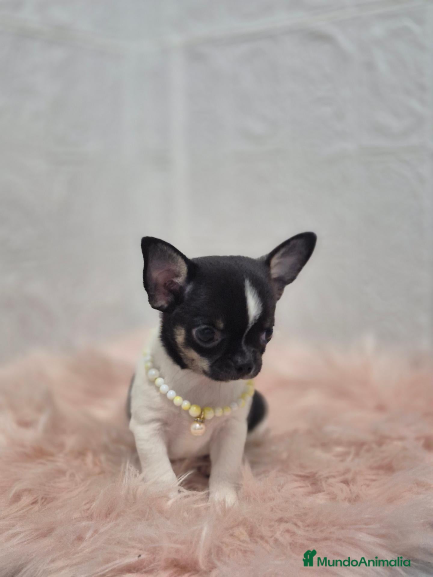 Chihuahua perros Chihuahuas ❤️  - Anuncio 16