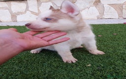 Husky Siberiano perros en venta: Encantadores cachorros Husky Siberiano  - Imagen 13