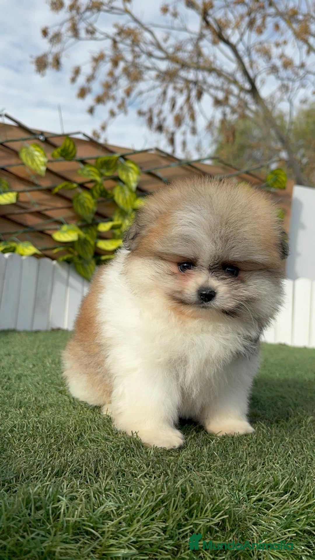 Pomerania perros en venta: POMERANIA HEMBRA - Anuncio 10