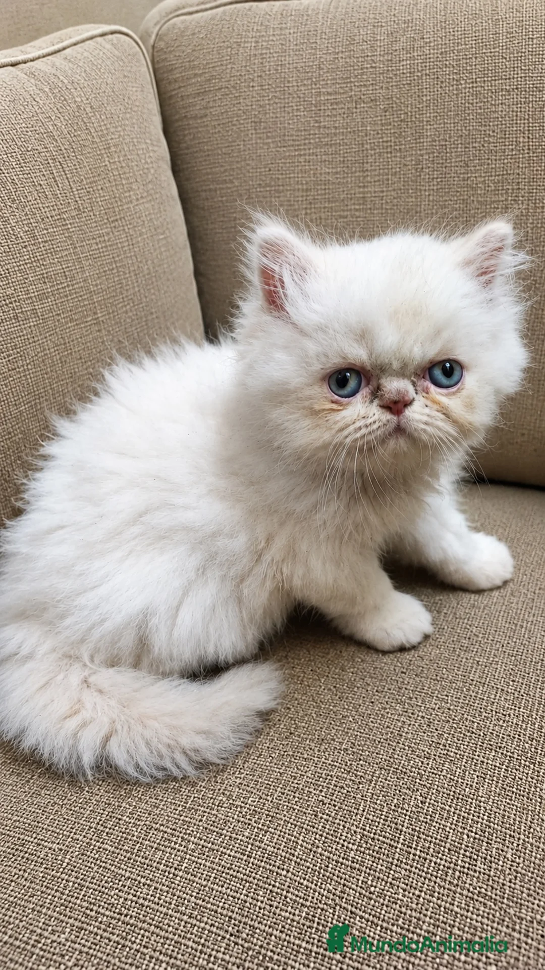 Persa gatos en venta: Persa americà - Anuncio 7