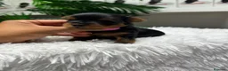 Yorkshire Terrier perros en venta: YORKSHIRE TERRIER - Anuncio 2