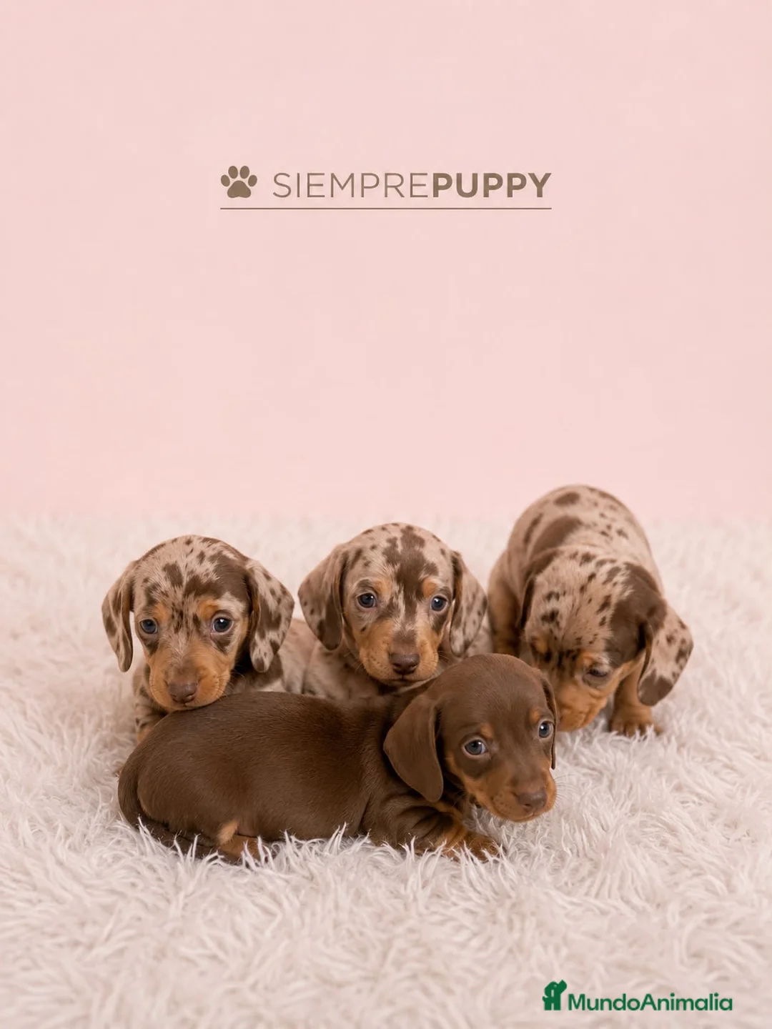 Teckel Miniatura perros en venta: TECKEL CHOCOLATE Y CHOCOLATE ARLEQUÍN - Anuncio 2