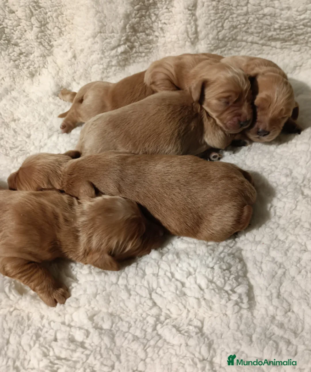 Goldendoodle perros en venta: GOLDENDOODLE - Anuncio 4