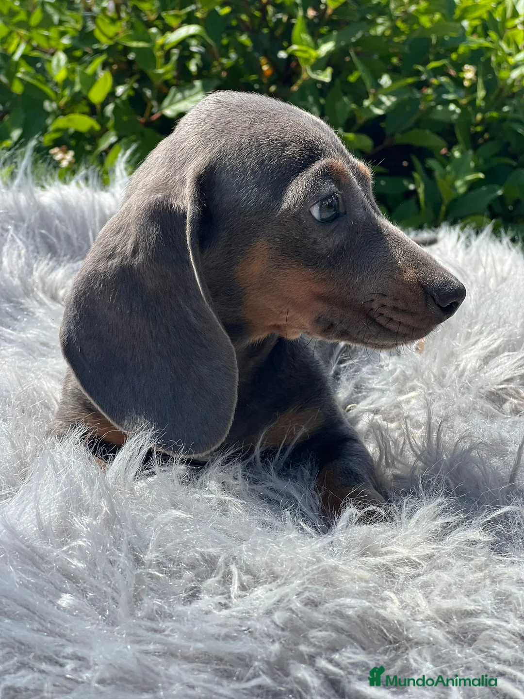 Teckel Miniatura perros en venta: Teckel blue - Anuncio 2