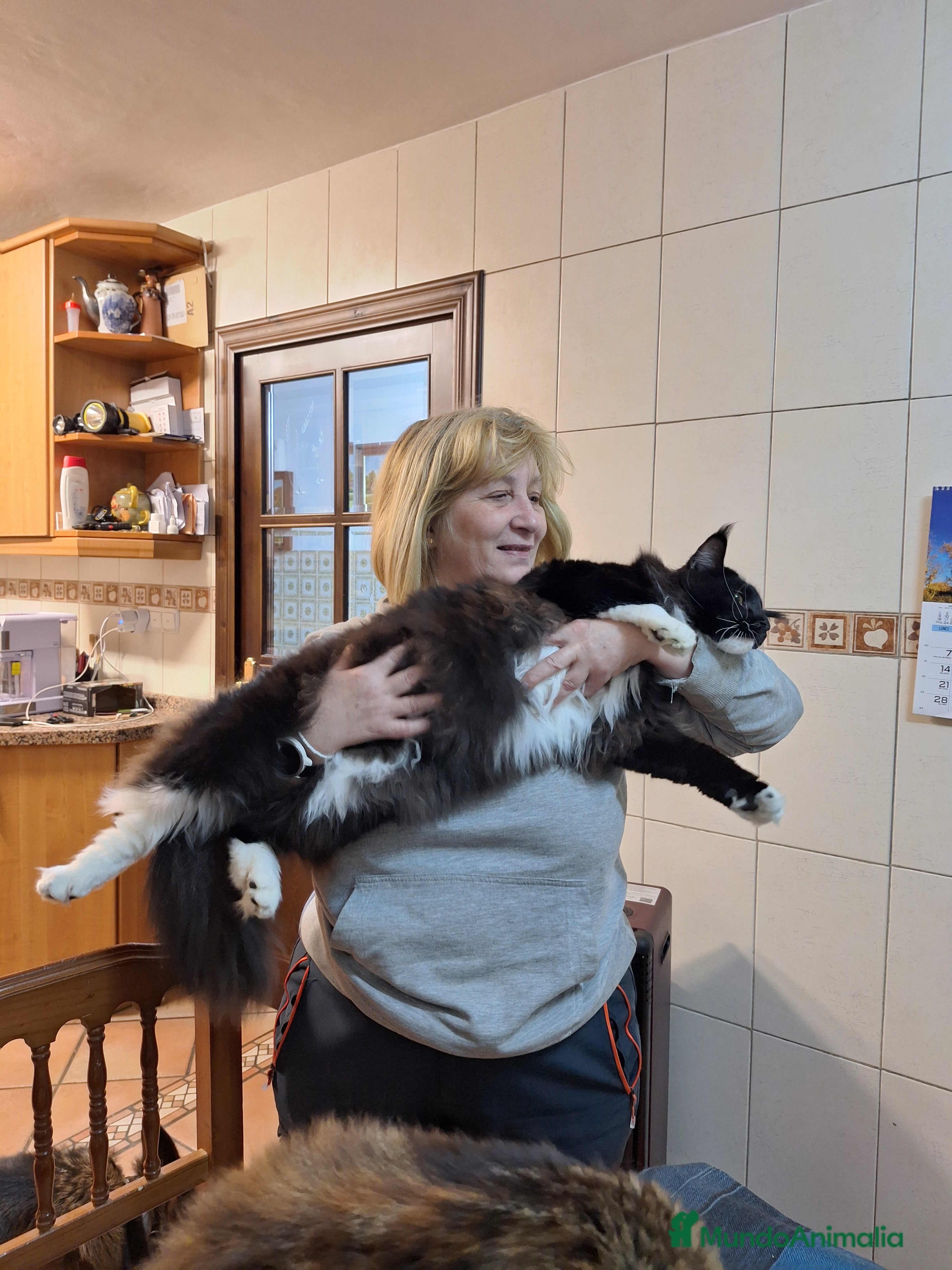 Maine Coon gatos A. MAINE COON  en León - Anuncio 3