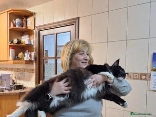 Maine Coon gatos A. MAINE COON en León - Anuncio 5