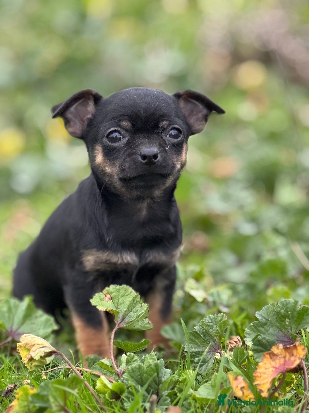 Chihuahua perros en venta: Chihuahua Toy y Mini Toy  - Anuncio 4