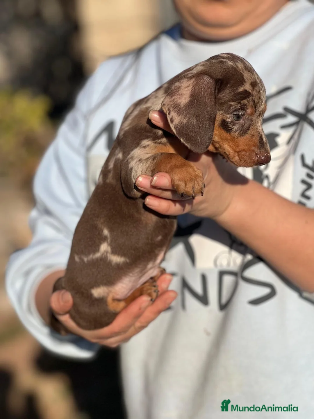 Teckel Miniatura perros en venta: TECKEL CHOCOLATE MERLE OJOS CLAROS! en Barcelona - Anuncio 4