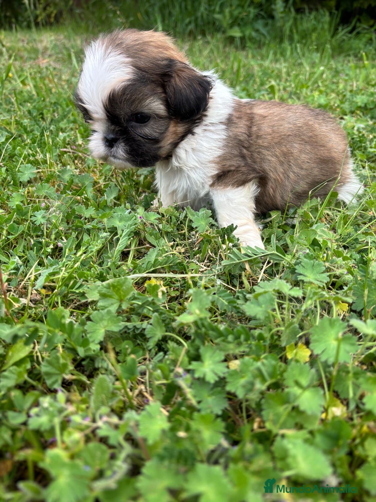Shih Tzu perros Shih tzu - Anuncio 3