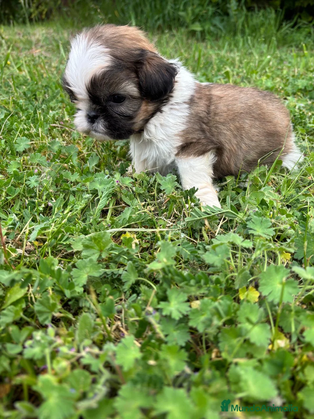 Shih Tzu perros en venta: Shih tzu - Anuncio 1