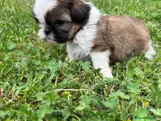 Shih Tzu perros Shih tzu - Anuncio 3