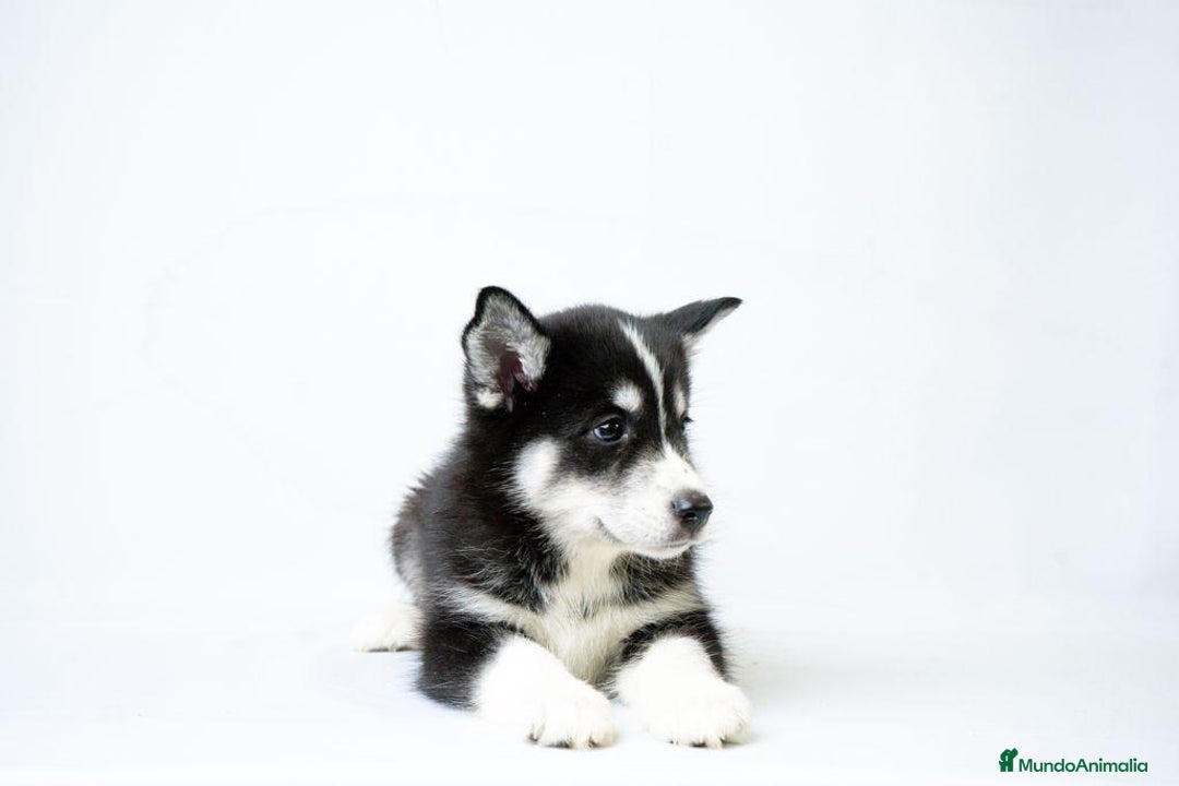 Husky Siberiano perros en venta: Cachorros de Husky Siberiano  - Anuncio 7