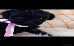 Caniche Toy perros en venta: Hembra caniche toys  - Imagen 2