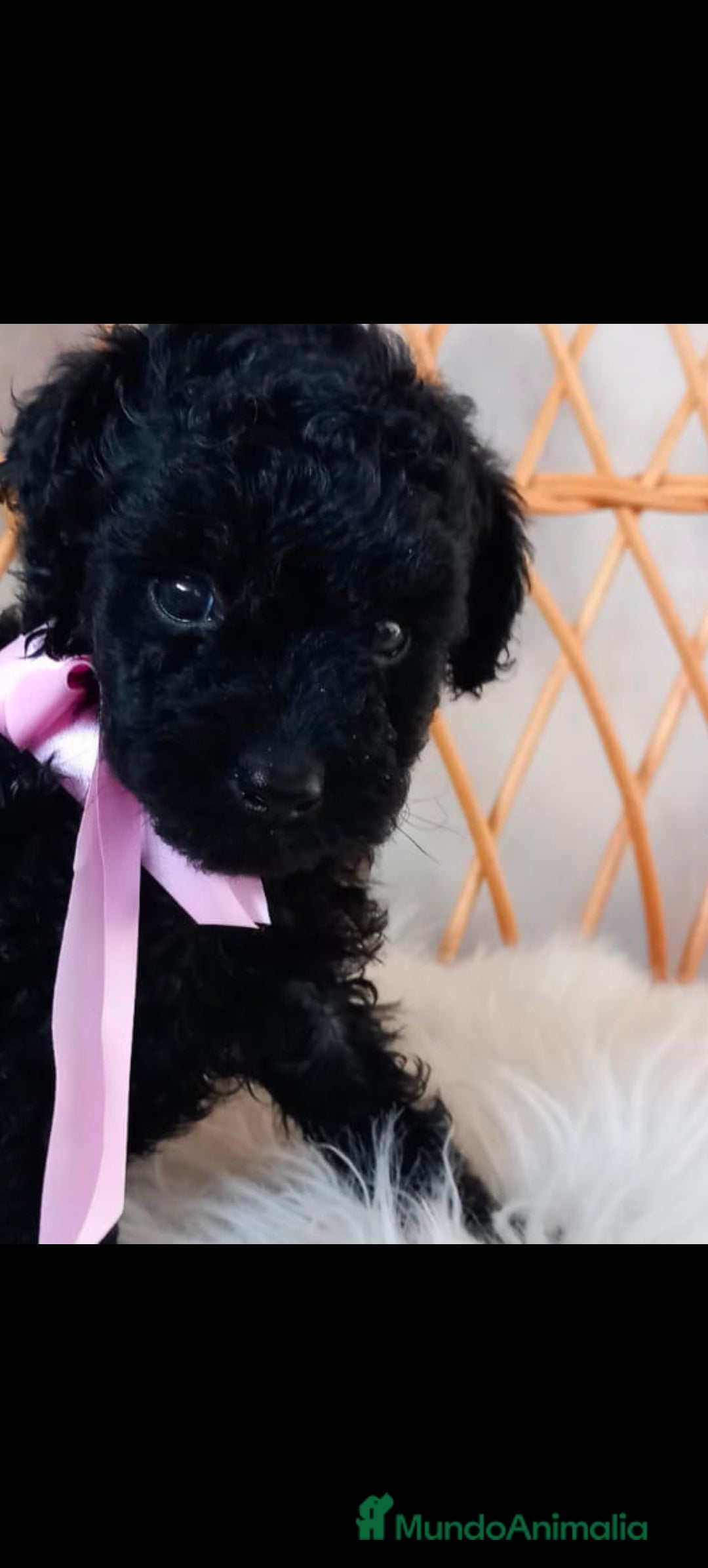 Caniche Toy perros en venta: Hembra caniche toys  - Imagen 2