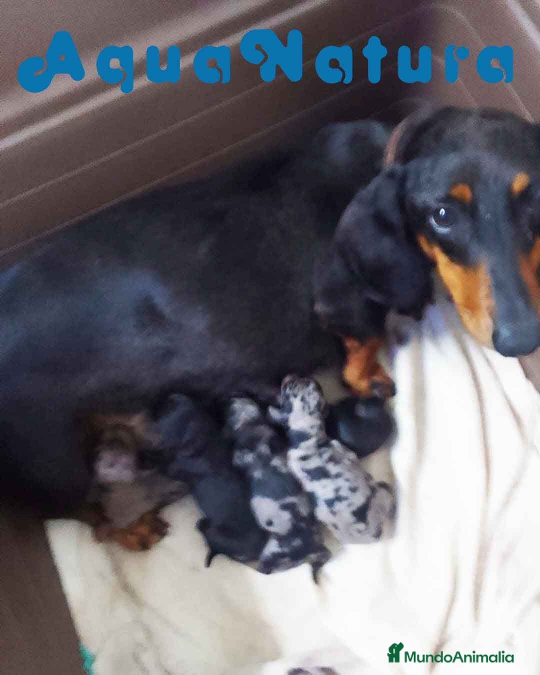 Teckel perros Camada de TECKEL - AQUANATURA en Barcelona - Anuncio 2