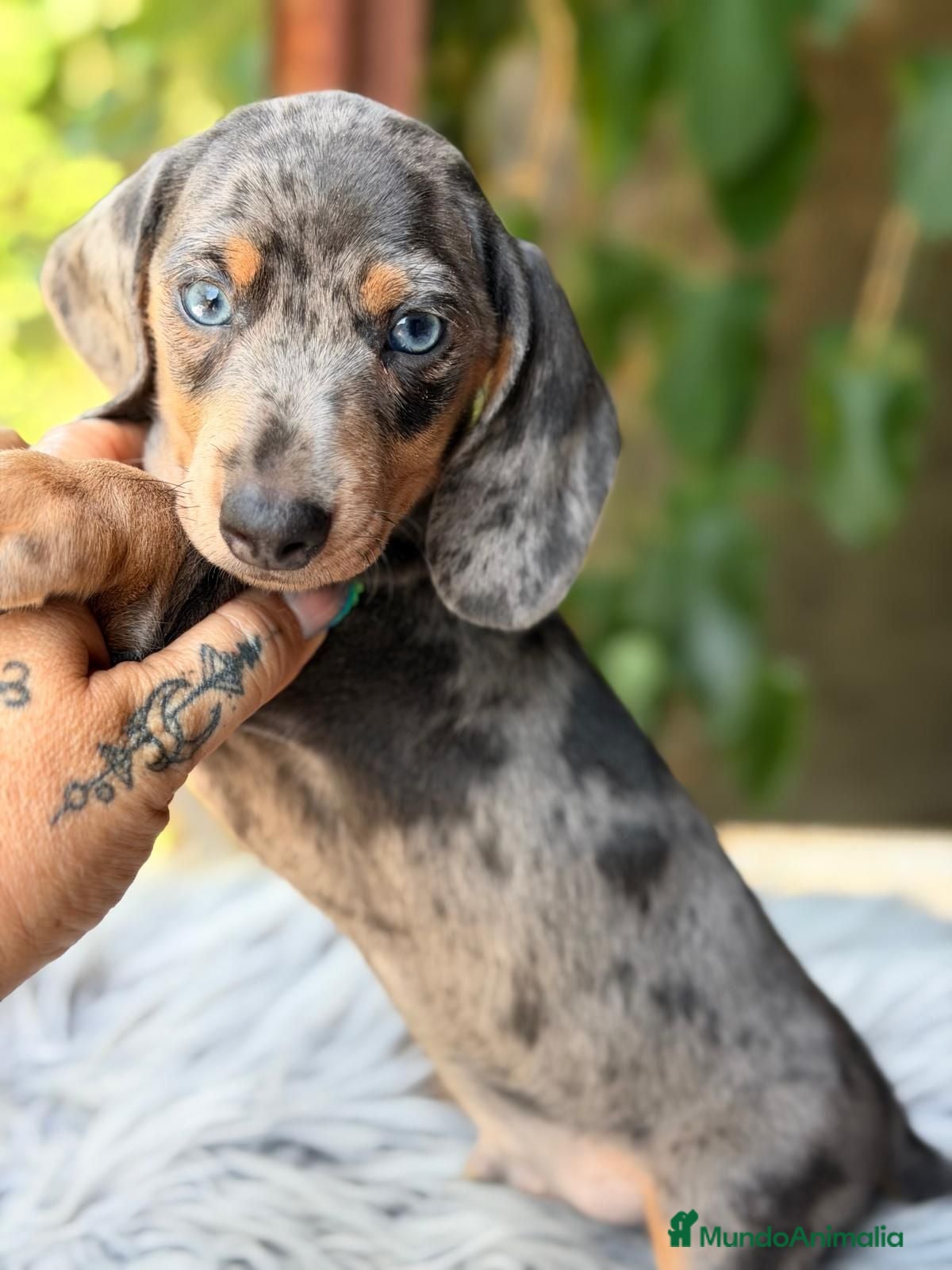 Teckel Miniatura perros TECKEL ARLQUIN BLUE - Anuncio 1