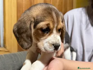 Beagle perros Preciosos cachorritos de Beagle - Anuncio 5