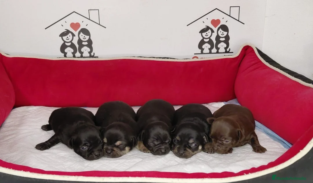 Chihuahua perros en venta: Chihuahua  - Anuncio 3