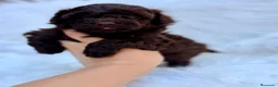 Caniche Toy perros en venta: CAMADA CANICJE TOY CHOCOLATE HEMBRAS - Anuncio 5
