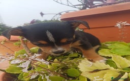 Chihuahua perros en venta: Chihuahua macho  - Anuncio 3
