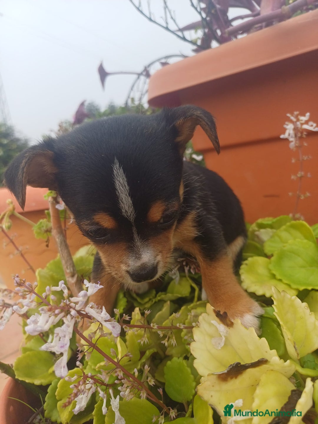 Chihuahua perros en venta: Chihuahua macho  - Anuncio 3