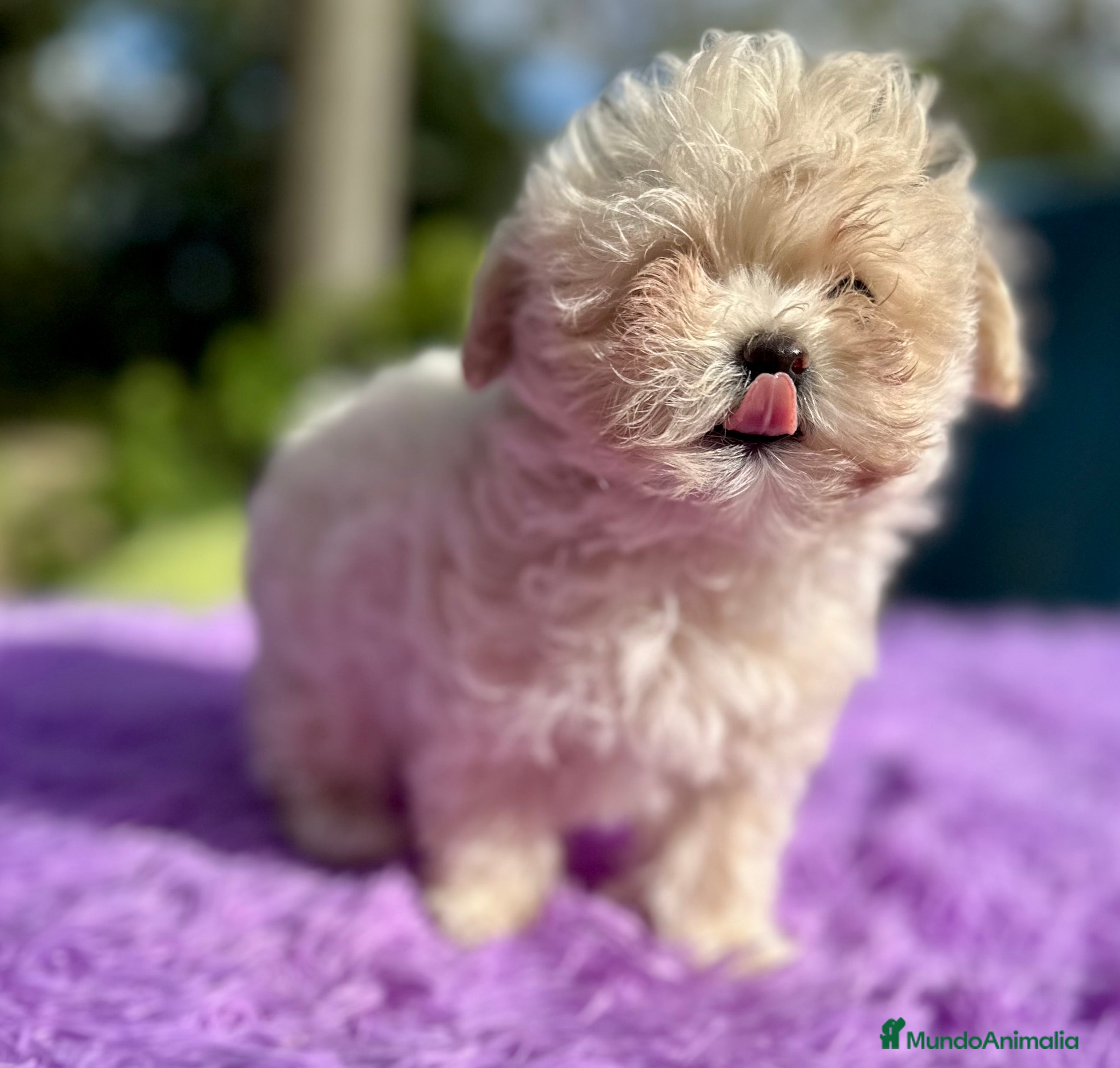 Maltipoo perros MALTIPOO - Anuncio 23