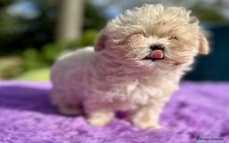 Maltipoo perros en venta: MALTIPOO - Imagen 1