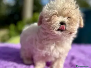Maltipoo perros MALTIPOO - Anuncio 9