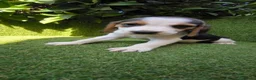 Beagle perros en venta: beagles tricolor 2 machos  - Anuncio 10
