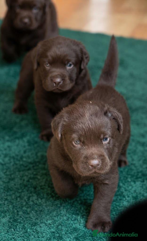 Labrador Retriever perros labrador chocolate  - Anuncio 1