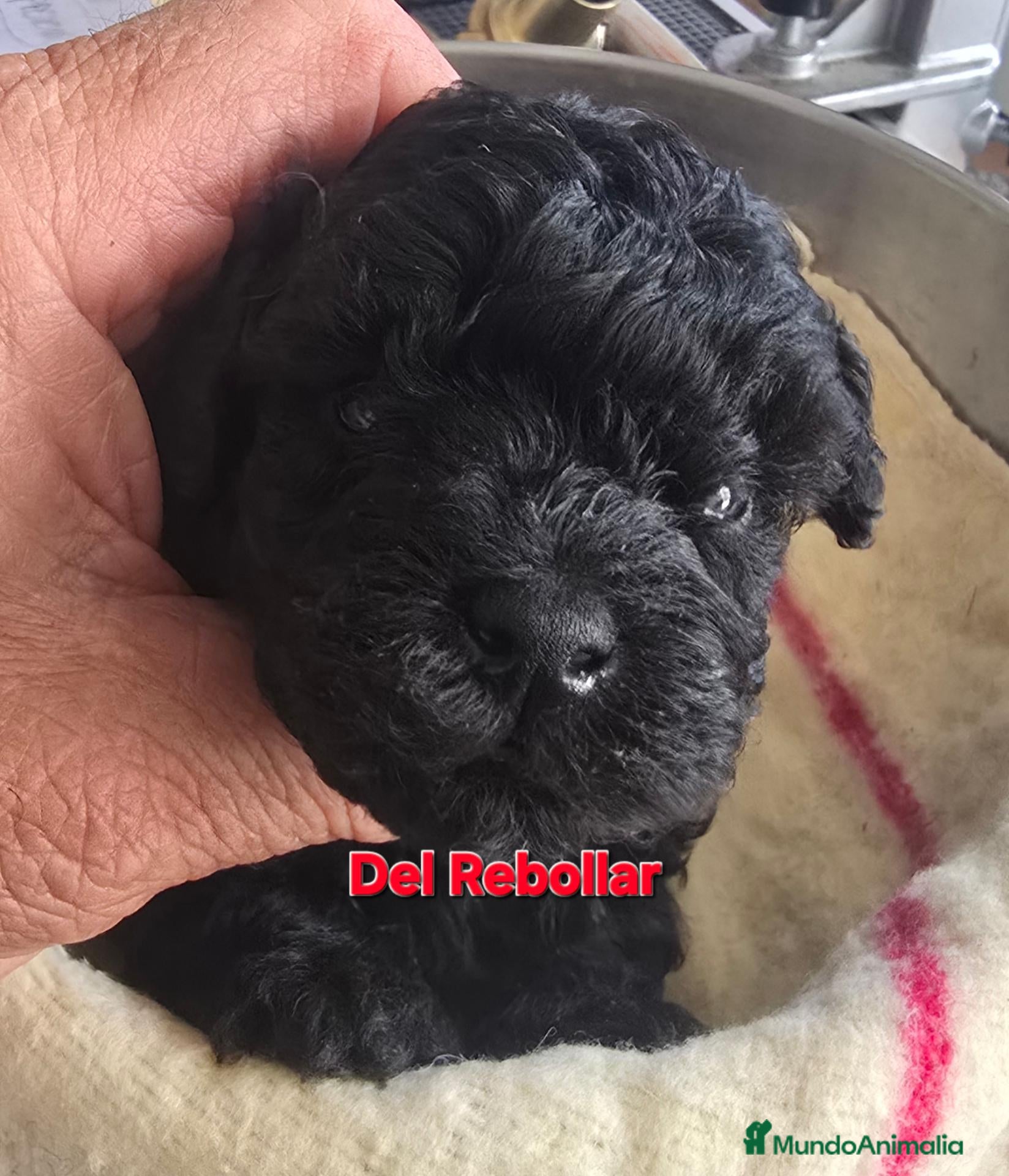 Caniche Toy perros Caniches Toy - Anuncio 14