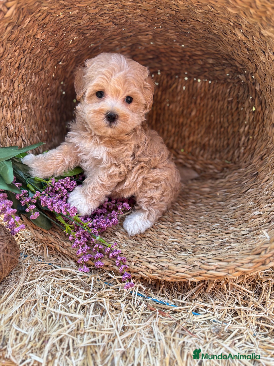 Maltipoo perros en venta: Maltipoo Macho Disponible  - Anuncio 7