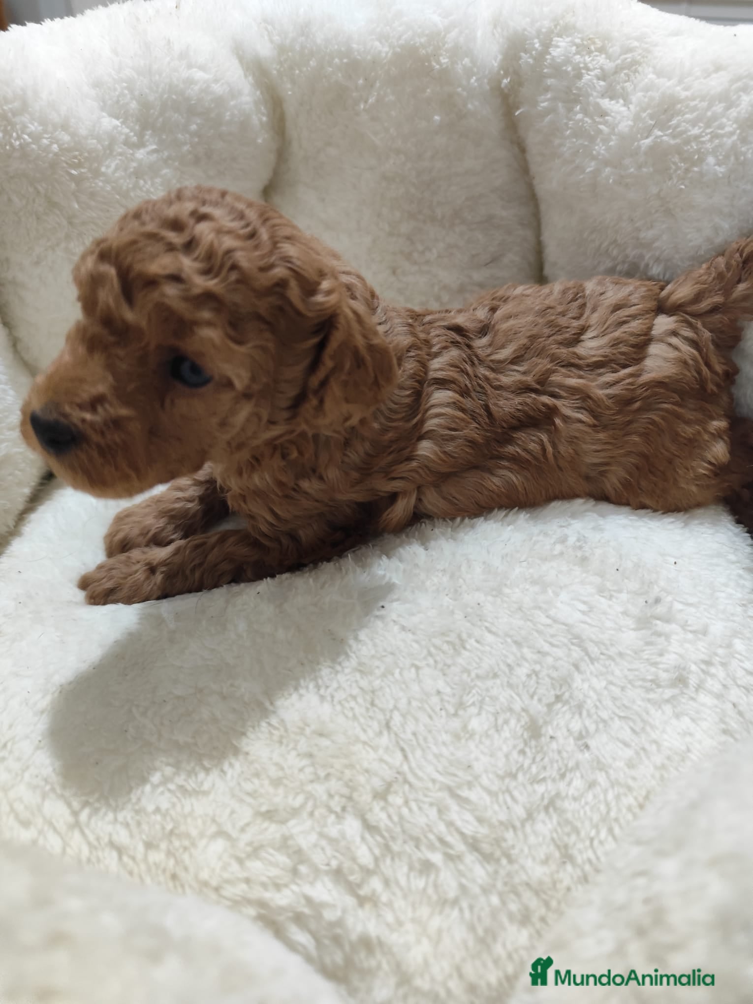 Caniche Toy perros en venta: Caniche Toy - Anuncio 12