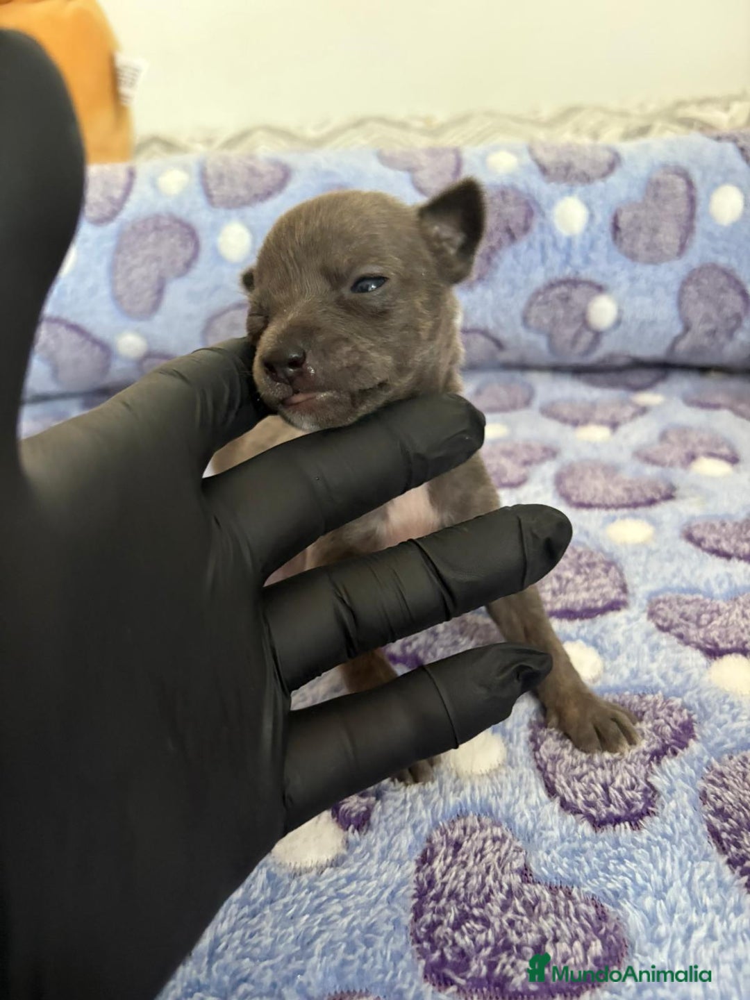 Raza Mixta perros en venta: CHIWHIP - Imagen 21