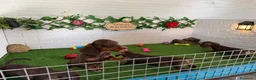 Teckel Miniatura perros en venta: Teckel de pelo fino miniatura - Anuncio 3