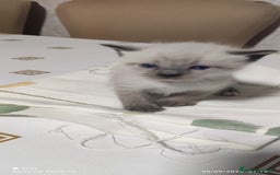 Siamés gatos en venta: Siames  - Imagen 1
