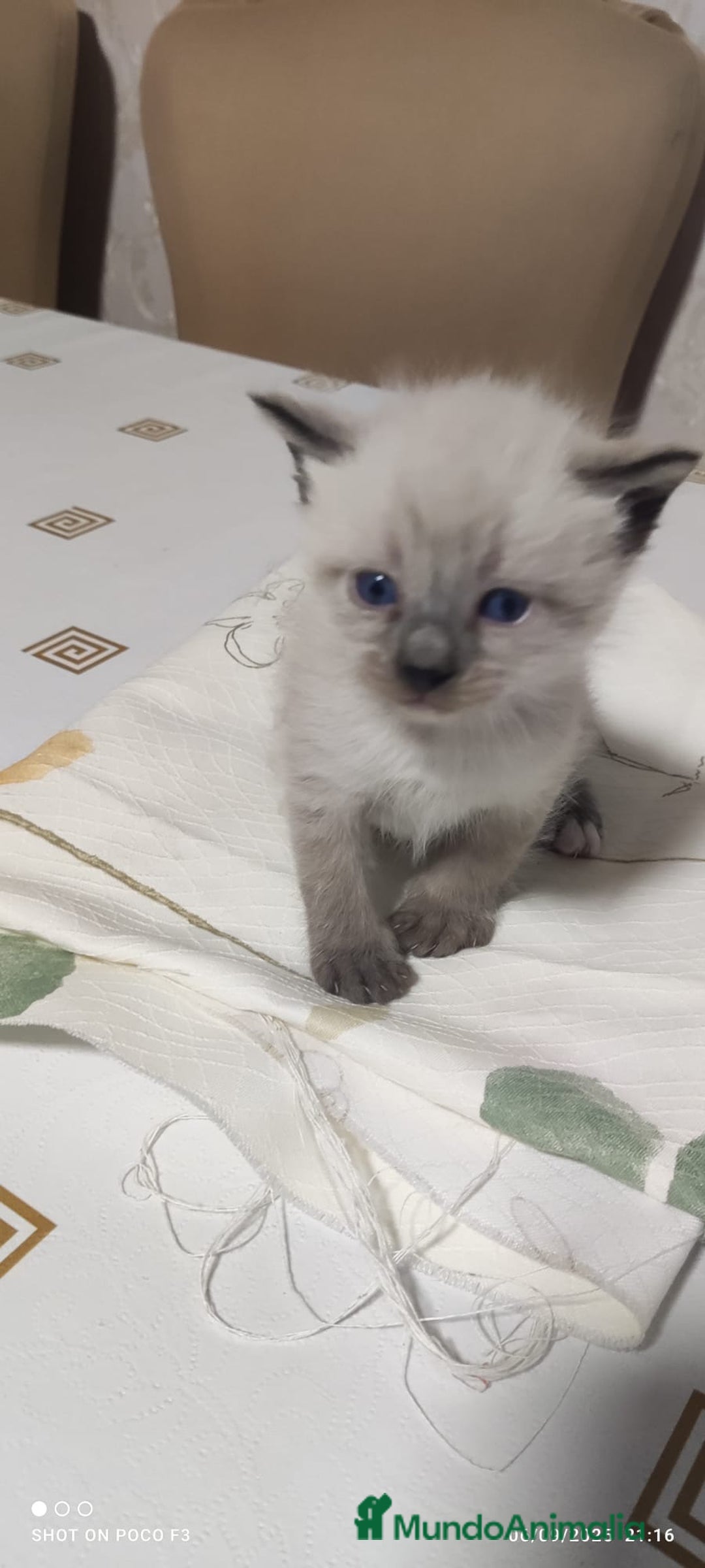 Siamés gatos en venta: Siames  - Imagen 1