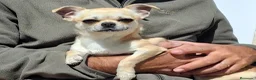 Chihuahua perros en venta: Chihuahua hembrita 1 año - Anuncio 2